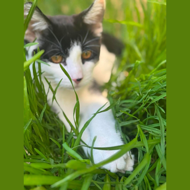 Photo of Basil   In Foster Care In Cranbourne
