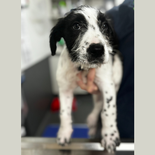 Photo of Piper