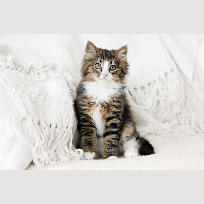 Photo of Taco