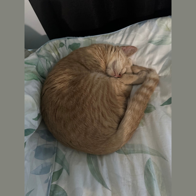 Photo of Loki
