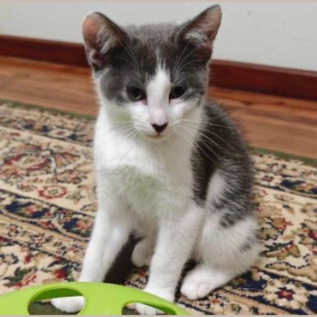 Photo of Toby