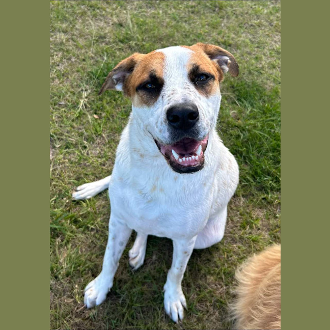 Photo of Peppa *$350 Adoption Fee* 