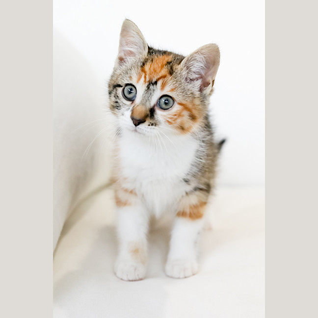 Photo of Rosie