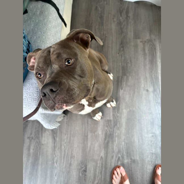 Photo of Bear