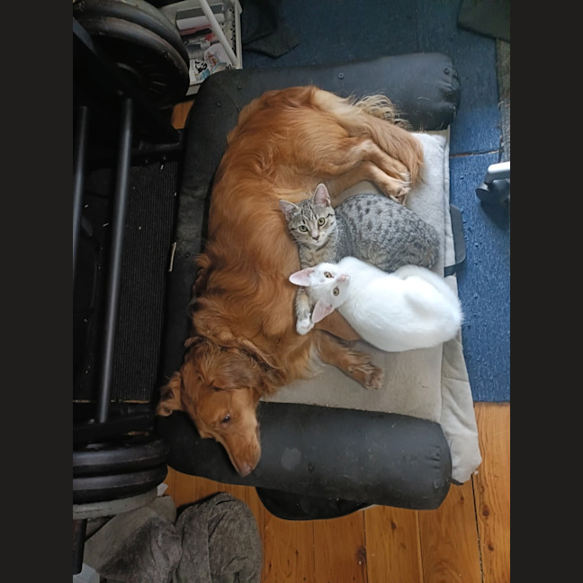 Photo of Cookie
