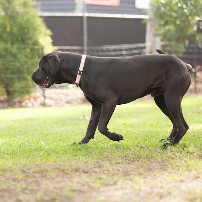 Photo of Jett