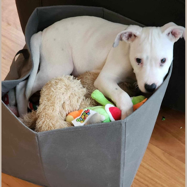 Photo of Winston