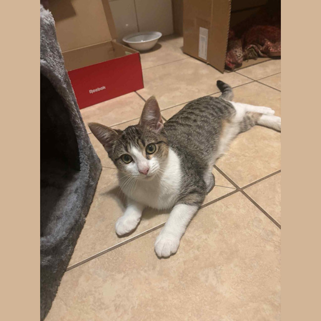 Photo of Peanut