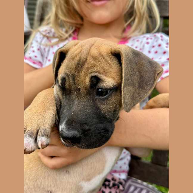 Photo of Rusty/Pumpkin Spice