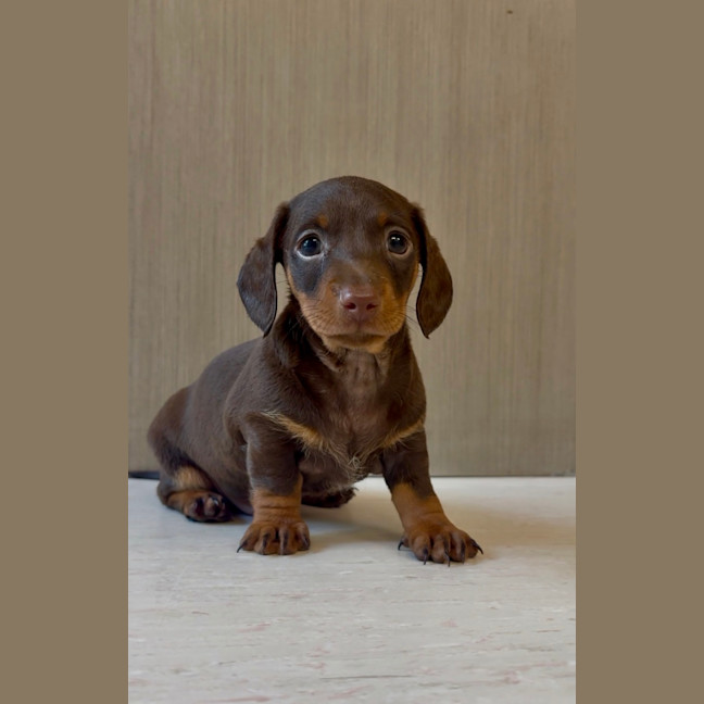 Photo of Alfie