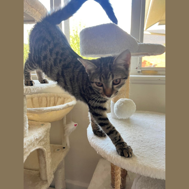 Photo of Tippy 