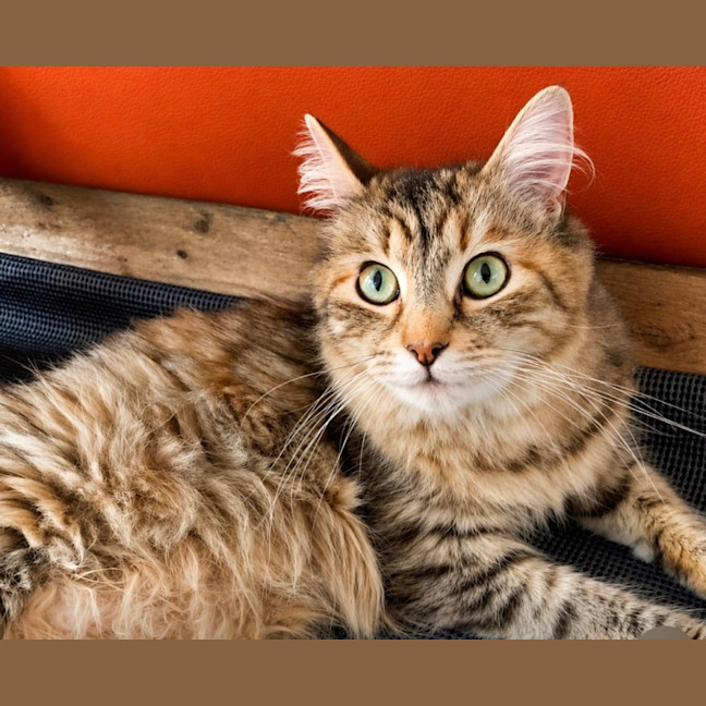 Photo of Myla 💕💕😽