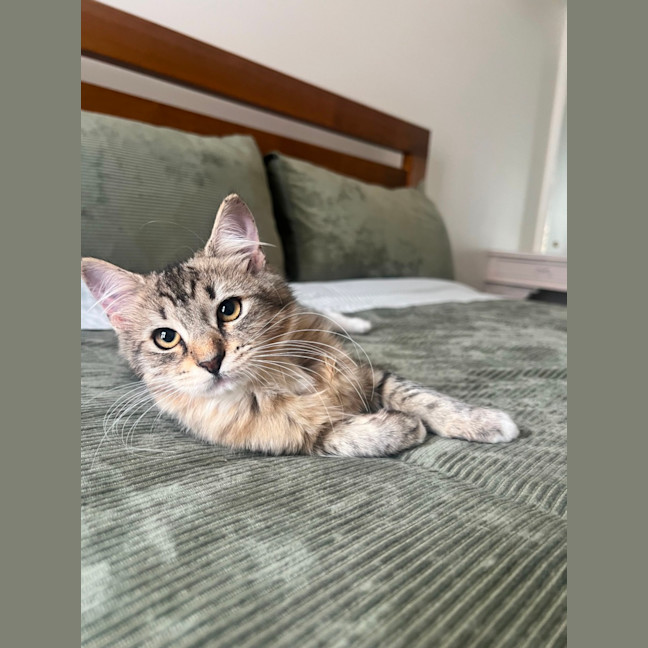 Photo of Root Beer Float