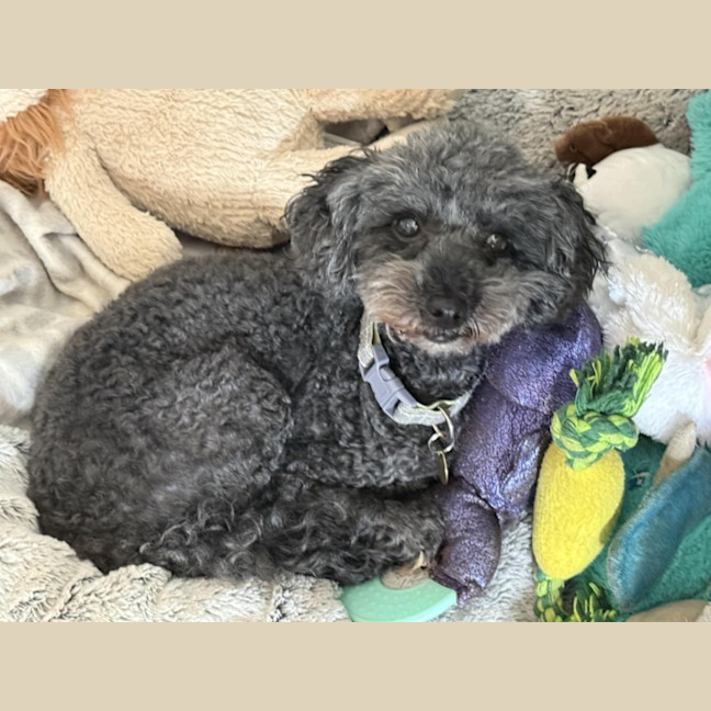 Photo of Missy