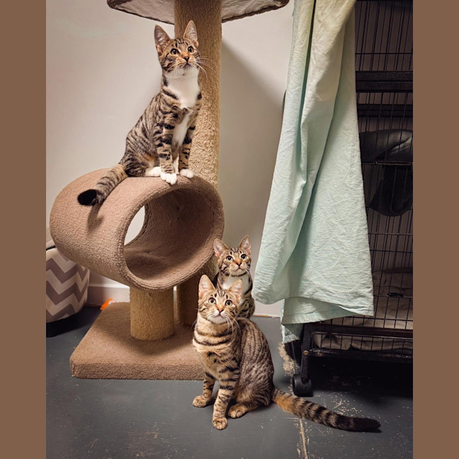 Photo of Purrcilla Queen Of Squeaks