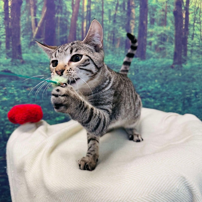 Photo of Dodge   Located In Templestowe