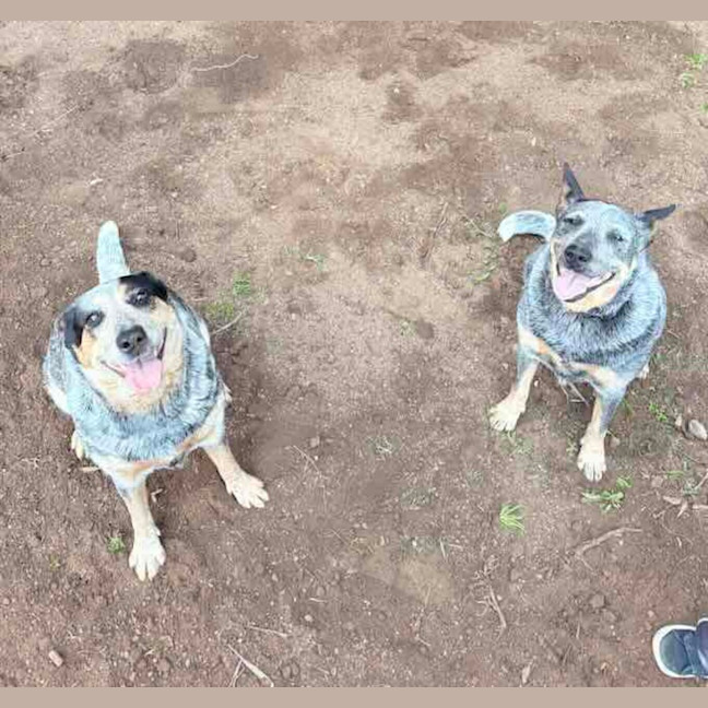 Photo of Gypsy And Max