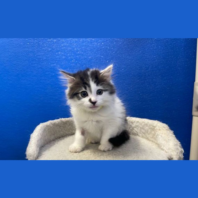 Photo of Moogie