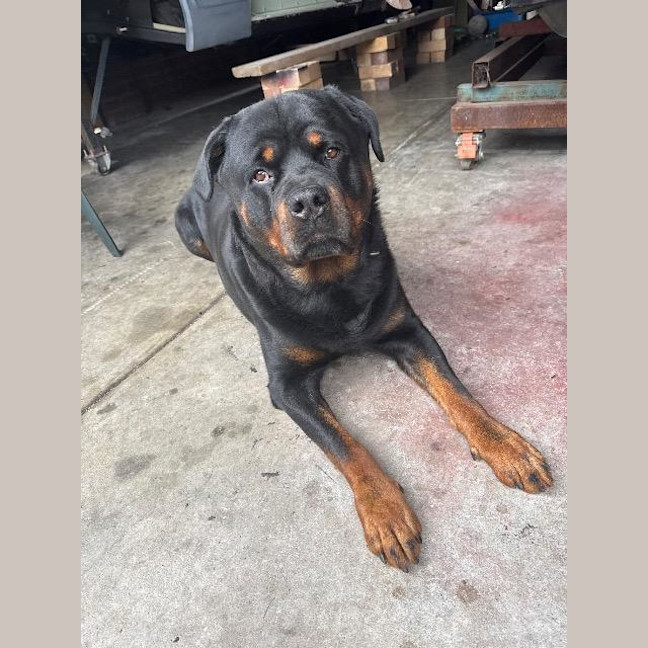 Photo of Bruno