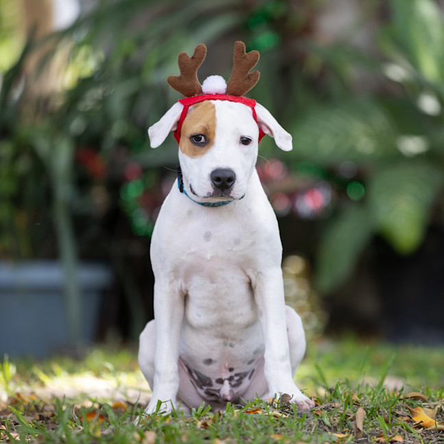 Photo of Sunny (Previously Matey)