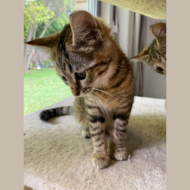 Photo of Melody 