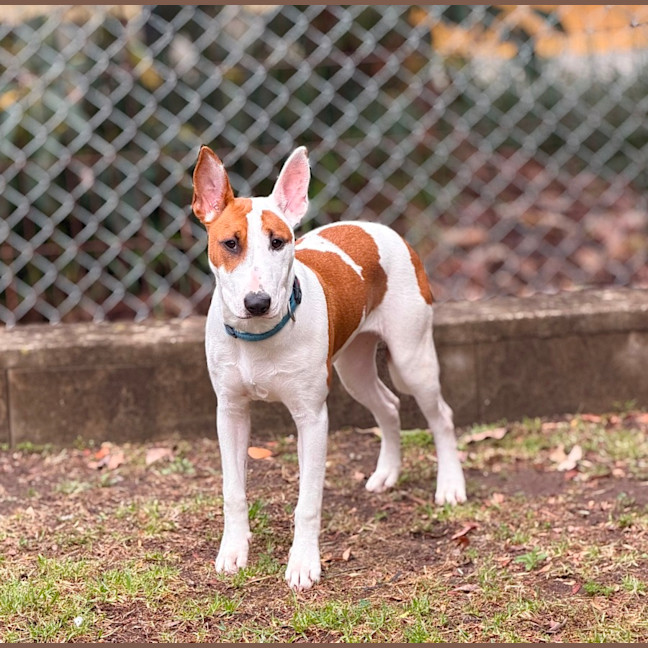 Photo of Penny