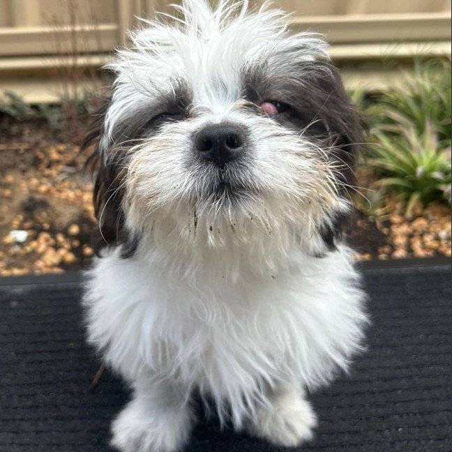 Photo of Phoebe