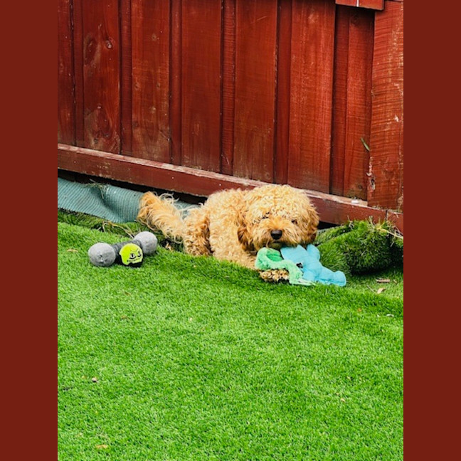 Photo of Cosmo Newhaven