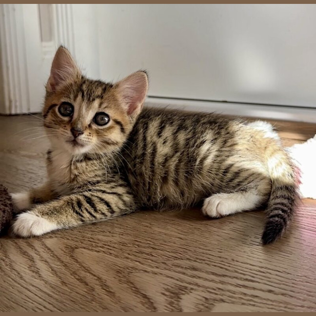 Photo of Fern