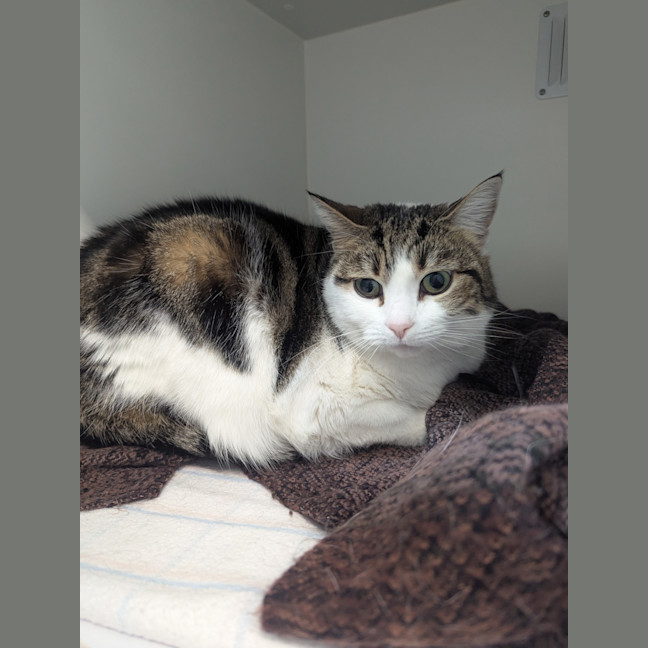 Photo of Willow 