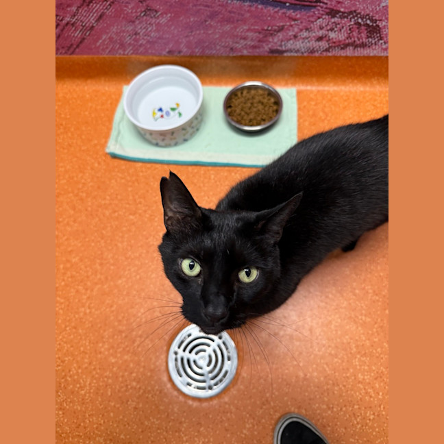 Photo of Shadow 