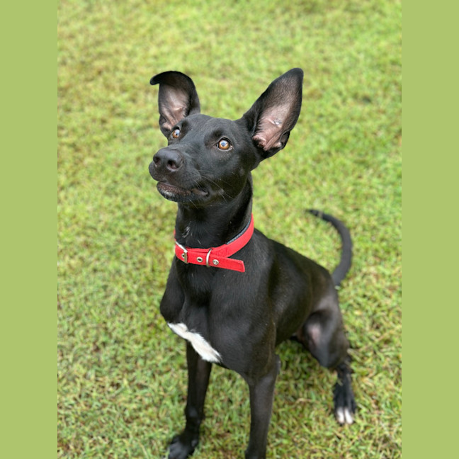 Photo of Lucky 