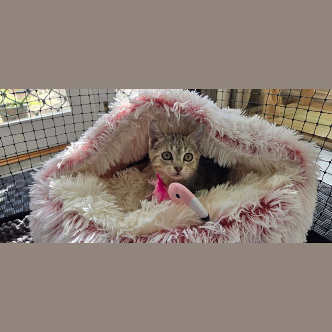 Photo of Blueberry