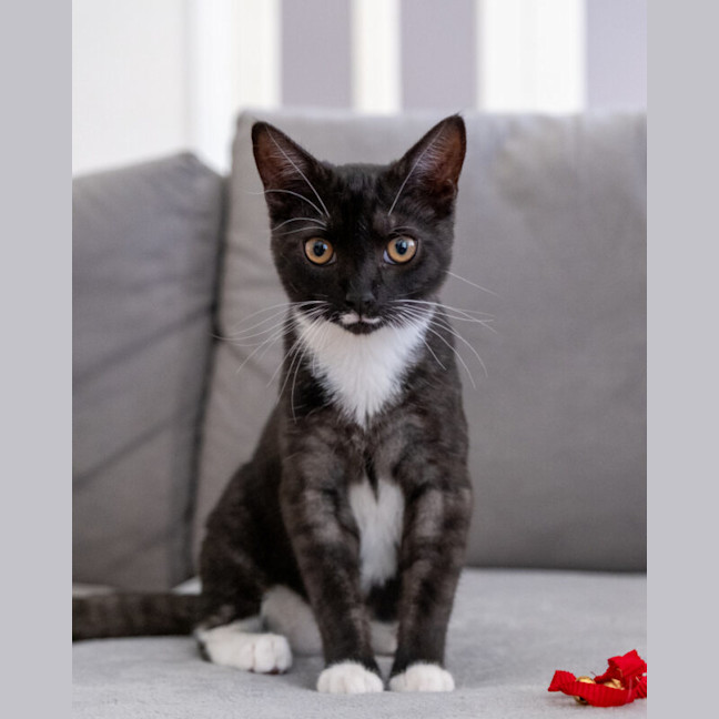 Photo of Thimble