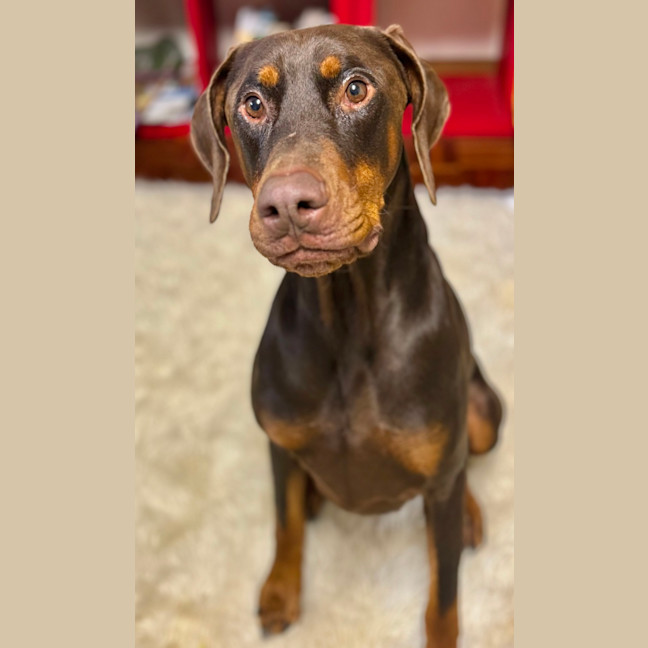 Photo of Mr. O. Von Dobermann