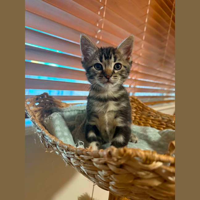 Photo of Zorro