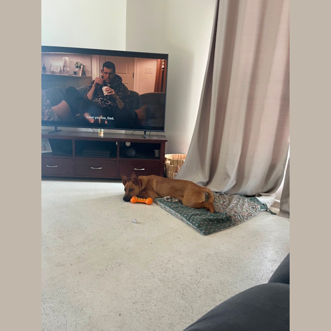 Photo of Archie