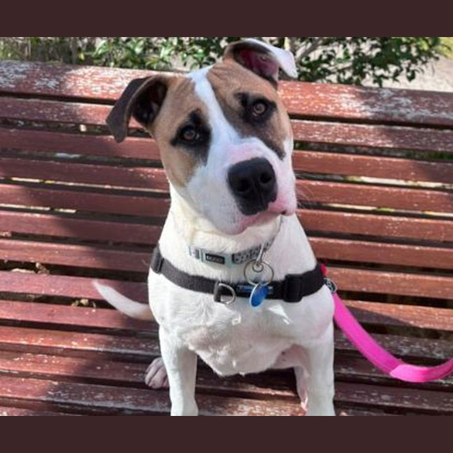 Photo of Archie