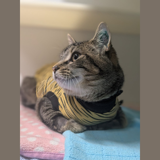 Photo of 🥔 Purrtato 6326 🥔