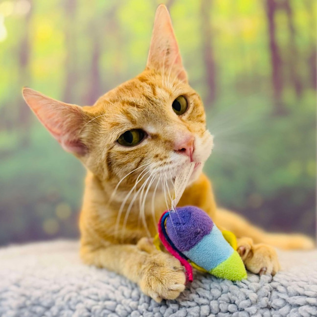 Photo of Scout   Located In Preston