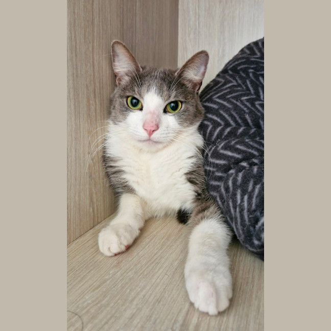 Photo of C1350 Scout