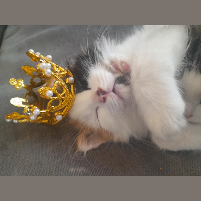 Photo of Bingo
