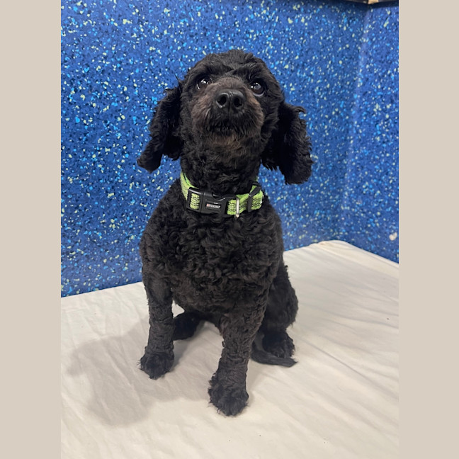 Photo of Scruffy