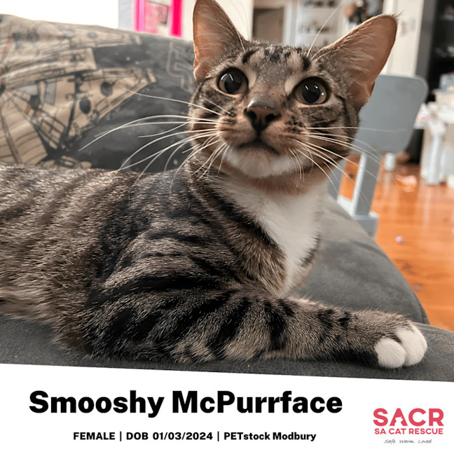 Photo of Smooshy Mc Purrface