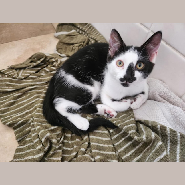 Photo of Hallie (Jalapeño)