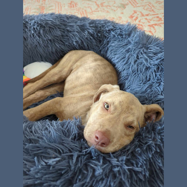 Photo of Teddy
