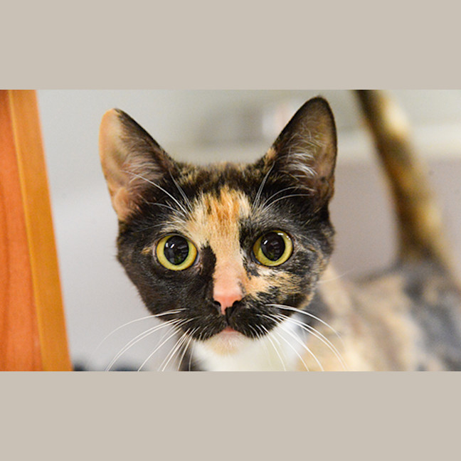 Photo of Peppermint