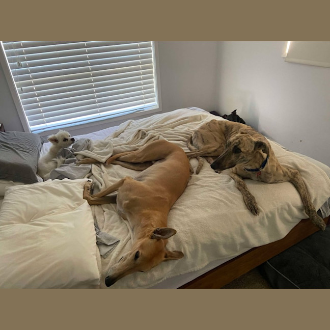 Photo of Bear, The Greyhound