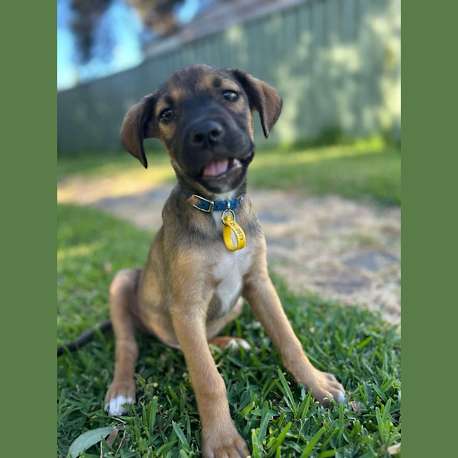 Photo of Atticus