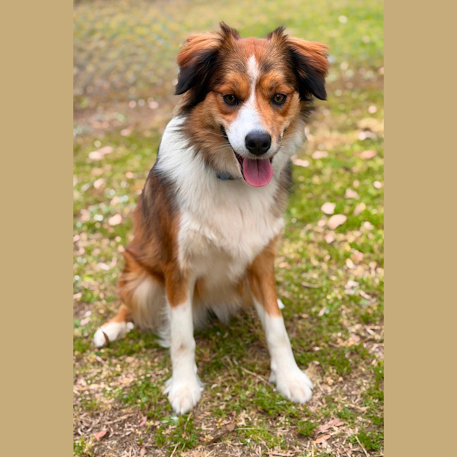 Photo of Stella